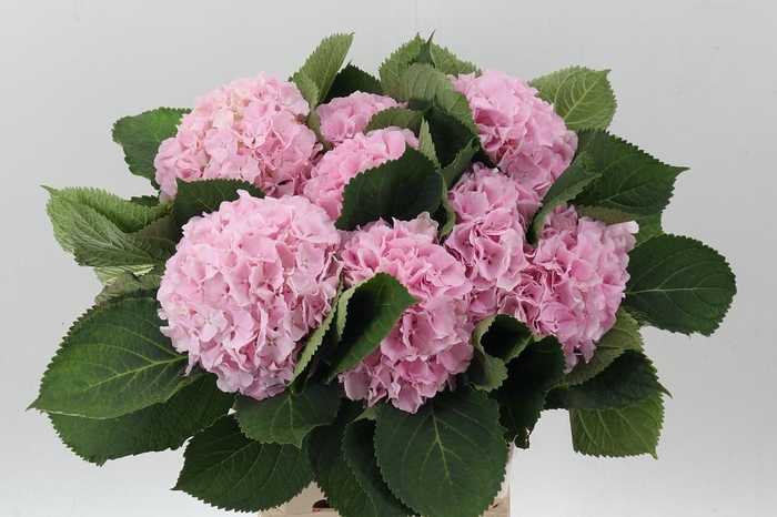 <h4>Hydr M Ch Verena</h4>