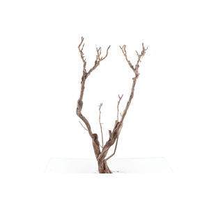 Syringa Branch Super Hindemith