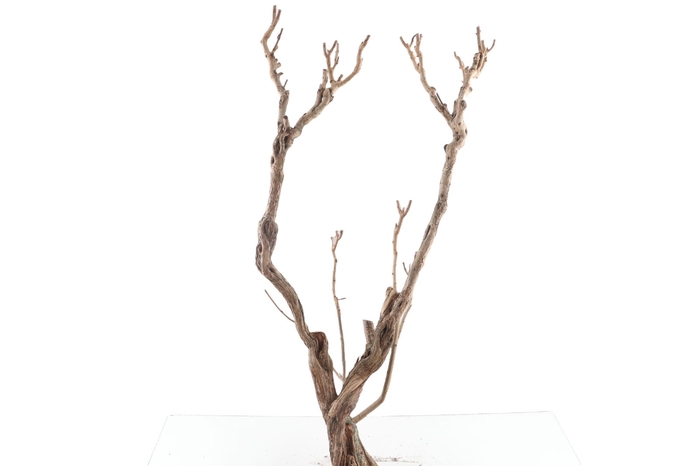<h4>Syringa Branch Super Hindemith</h4>