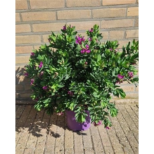Polygala myrtifolia