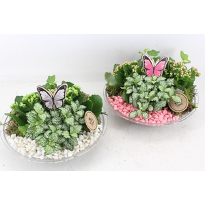 arr2 PL - Glas schaal 27cm - roze/wit