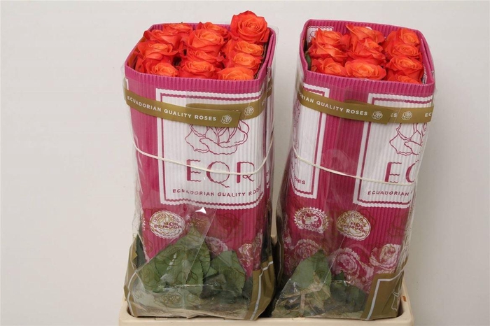 <h4>R Eq Orange Crush</h4>