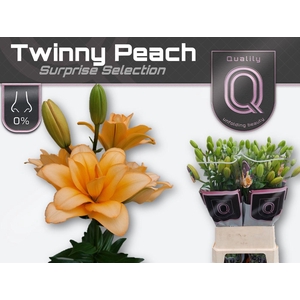 LI LA TWINNY PEACH 3+
