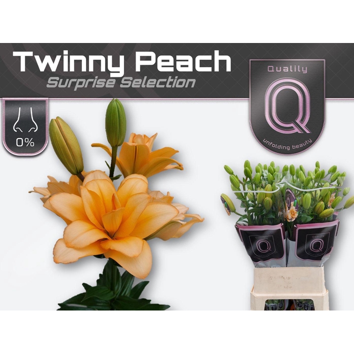 <h4>Li La Twinny Peach</h4>