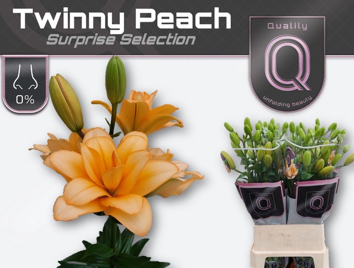 <h4>LI LA TWINNY PEACH</h4>