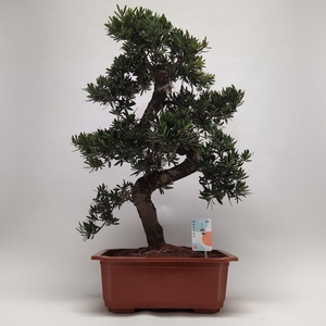 Podocarpus S-shape Bonsai 40 cm