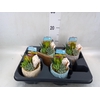Arr.  Succulents L%