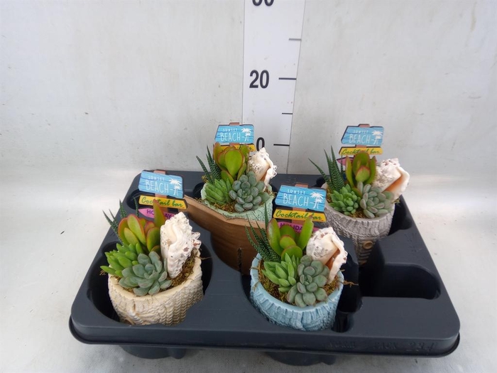 Arr.  Succulents L%