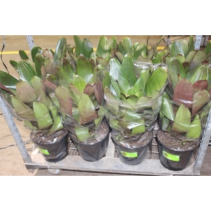 BROMELIA IMPERIAL P27 VERDE/VERMELHO