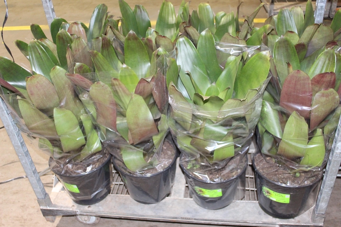 <h4>BROMELIA IMPERIAL P27 VERDE/VERMELHO</h4>