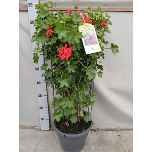 PEL PELT BALKON ROOD
