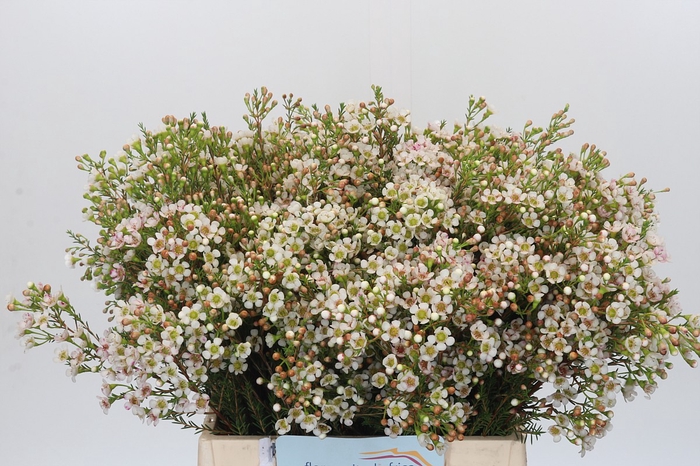 <h4>Chamelaucium Morning Delight</h4>