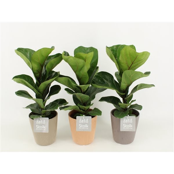 <h4>Ficus Lyrata in Ruby keramiek</h4>