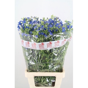 Delph En M Gran Blue 80cm