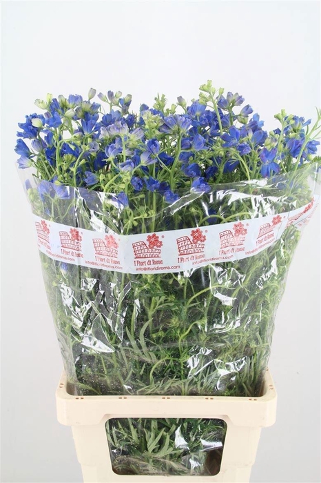 <h4>Delph En M Gran Blue 80cm</h4>