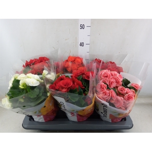 Begonia elat. DU   ...mix