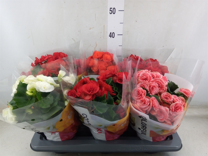 <h4>Begonia elat. DU   ...mix</h4>