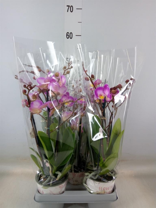 <h4>Phalaenopsis 'Sunca Pula'</h4>