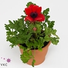 Anemone cor. 'Mona Lisa Scarlet'