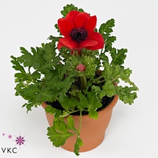 Anemone cor. 'Mona Lisa Scarlet'