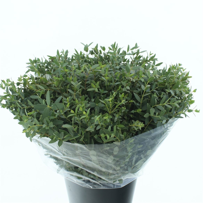 <h4>Euca Parvifolia Short 150gram</h4>