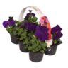 <h4>6 pack blauw</h4>