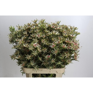 Leucadendron Ayoba Star Pearl