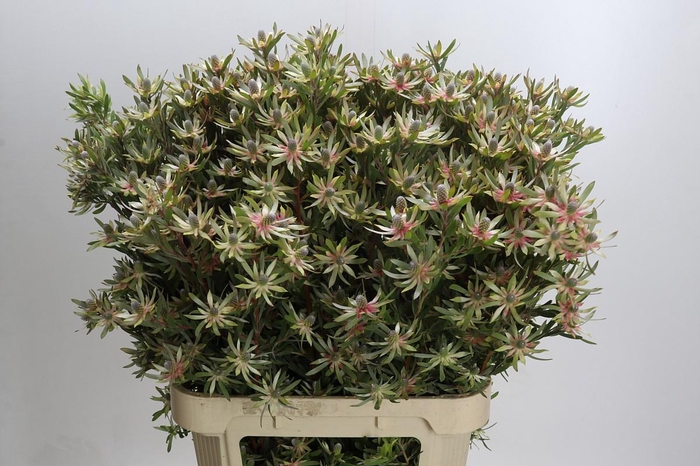 <h4>Leucadendron Ayoba Star Pearl</h4>