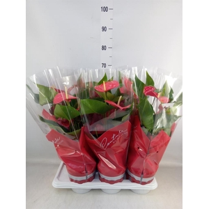 Anthurium andr. 'Jambo Red'