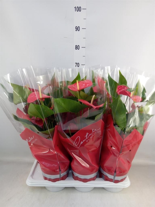 <h4>Anthurium andr. 'Jambo Red'</h4>