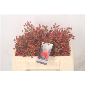 Rosa Fair Jewel Red