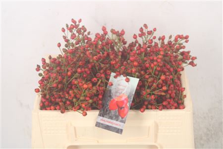 <h4>Rosa Fair Jewel Red</h4>