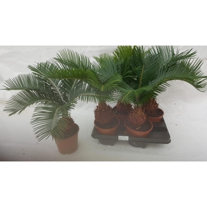 CYCAS REVOLUTA