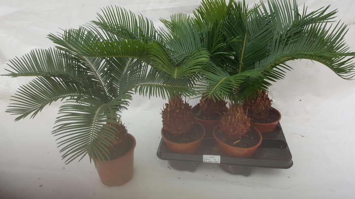 <h4>CYCAS REVOLUTA</h4>