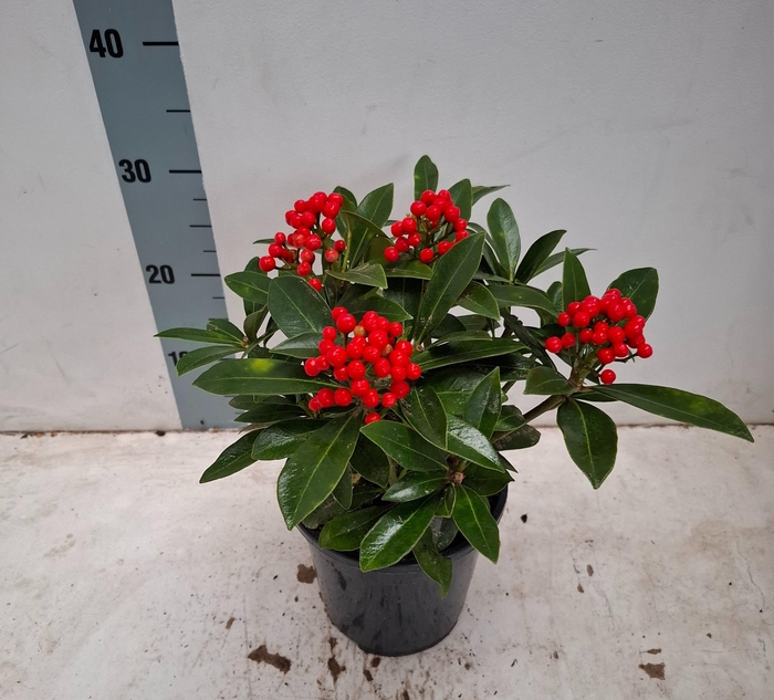 <h4>Pabella 17cm 4-5 tros</h4>