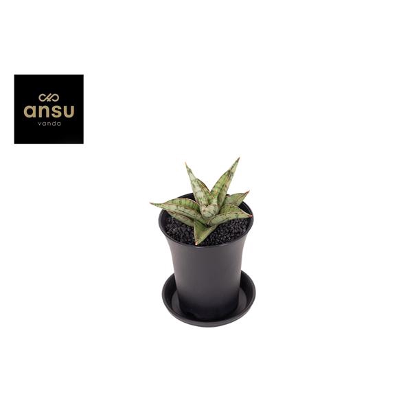 <h4>Sansevieria Comet Canoe No.3 in sierpot</h4>