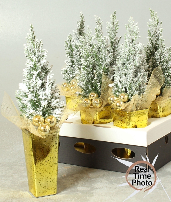 arr8 Cham L Ellwoodii + Snow In Gold Keramiek