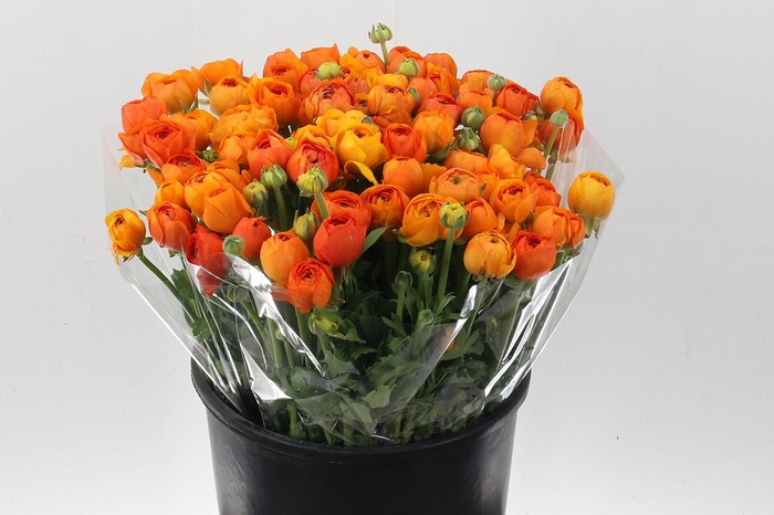 <h4>Ran El Orange</h4>