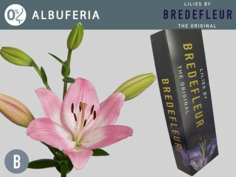 <h4>LI LA ALBUFEIRA QUALITY BOX</h4>