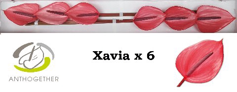 ANTH A XAVIA 6