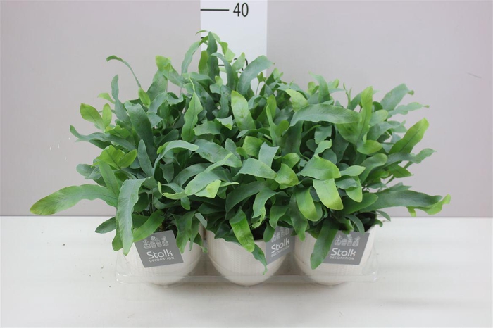 <h4>Phlebodium Aureum Blue Star Liv Keramiek</h4>