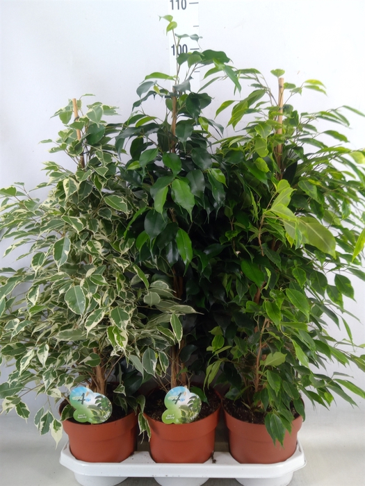 <h4>Ficus benja.   ...mix</h4>