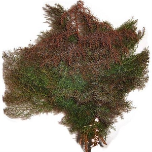 Co Crypto Japonica Elegans