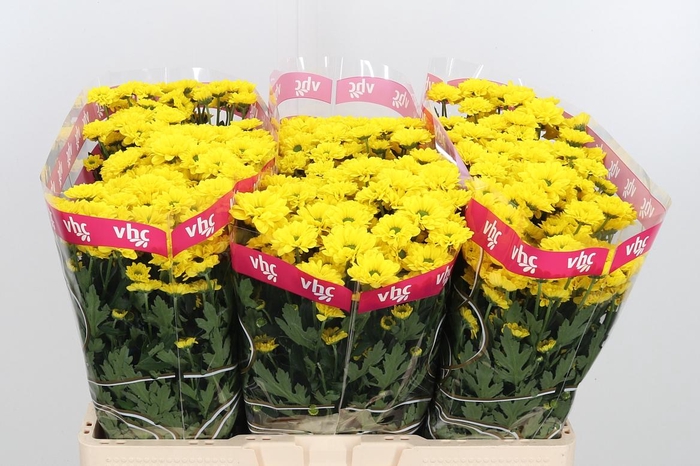 <h4>Chr S Aaa Skippy</h4>