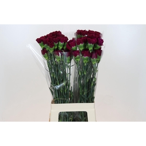 Dianthus St Yukari Violet