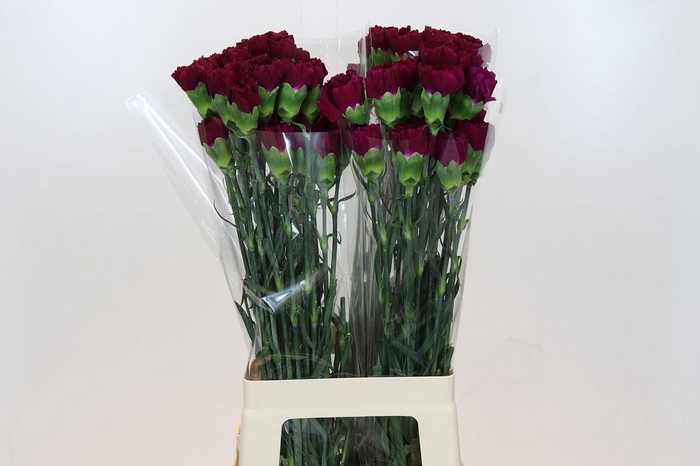 <h4>Dianthus St Yukari Violet</h4>