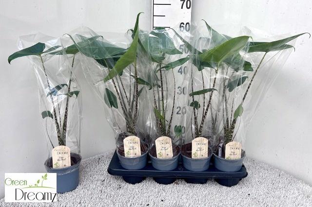 ALOC ZEBRINA