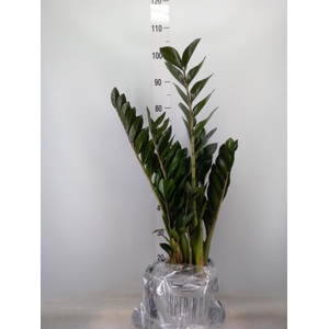 Zamioculcas zamiifolia 'Super Nova'