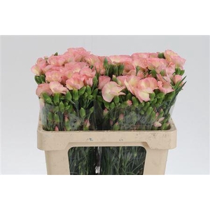 Di Te Solomio Symply Miele