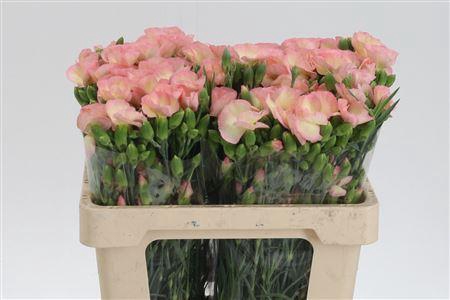 <h4>Di Te Solomio Symply Miele</h4>